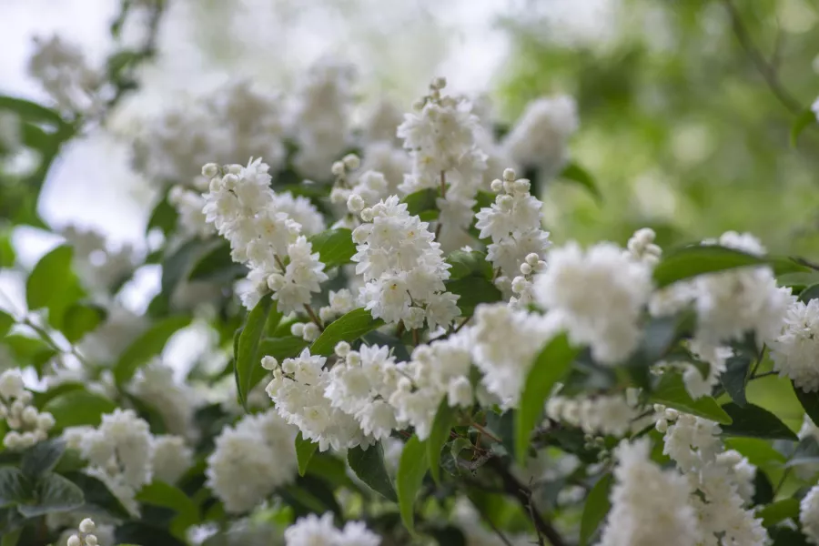 Deutzia scabra 'Candidissima'