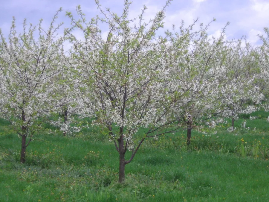 Обикновена череша - Prunus cerasus