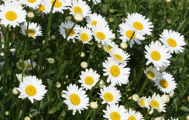 Голяма хризантема=Хризантема максимум, син. Leucanthemum максимум