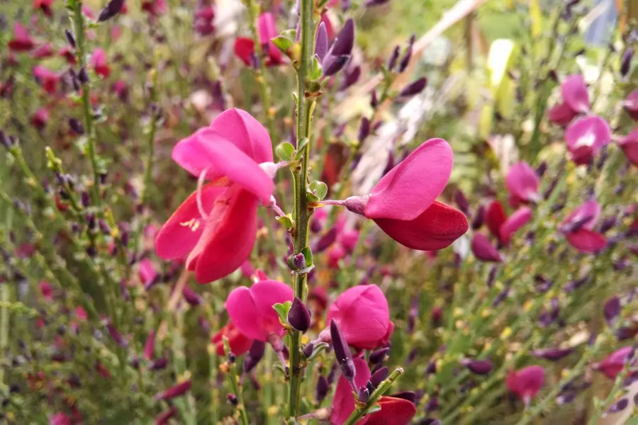 Żarnowiec 'Boskoop Ruby' - Cytisus 'Boskoop Ruby'