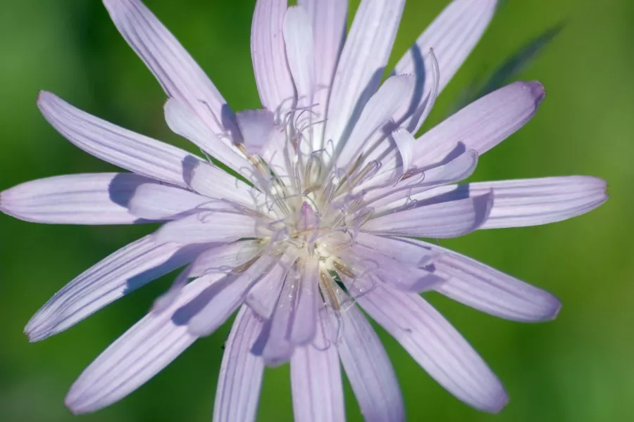 Многогодишна маруля - Lactuca perennis