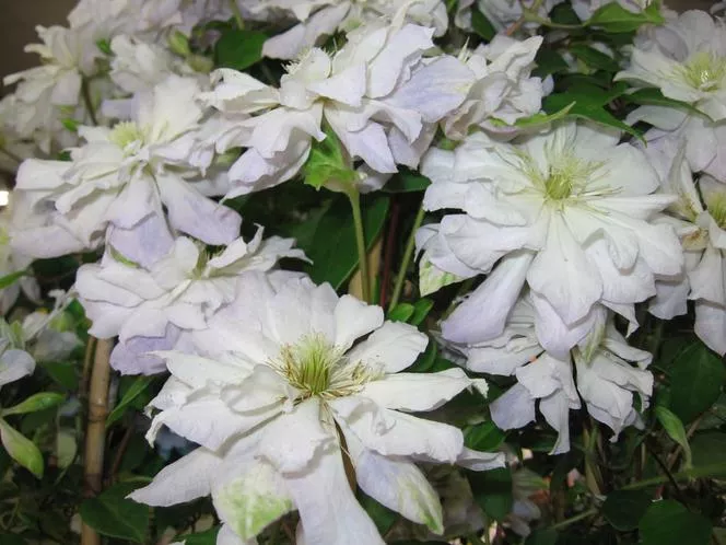 Clematis 'Diamond Ball' PBR - Clematis 'Diamond Ball' PBR