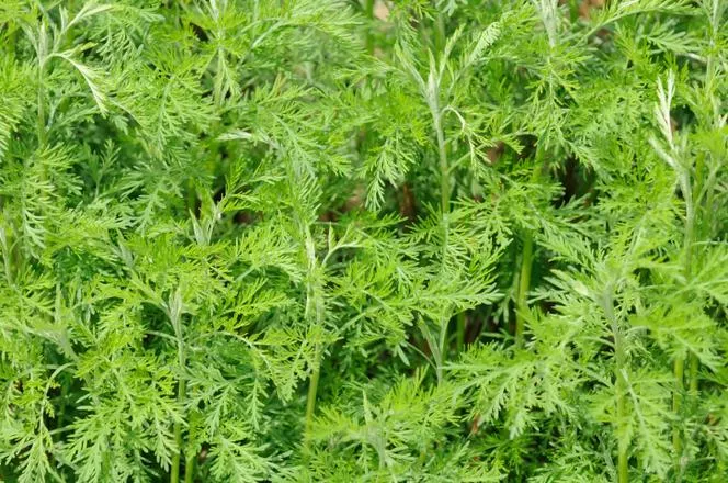 Artemisia abrotanum