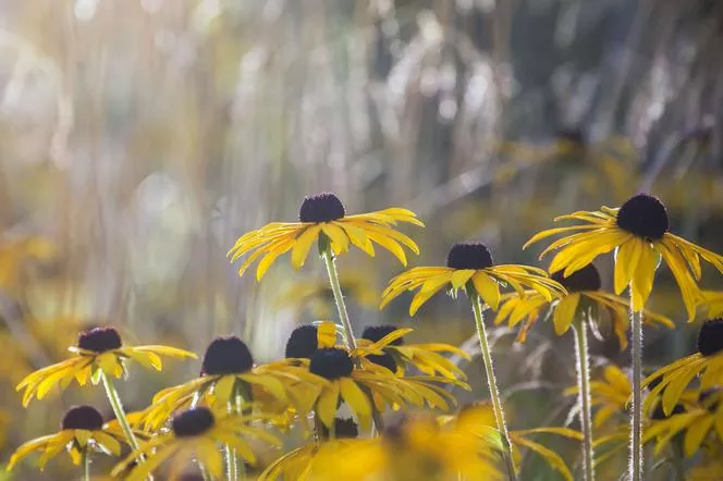 Рудбекия двуцветна - Rudbeckia hirta