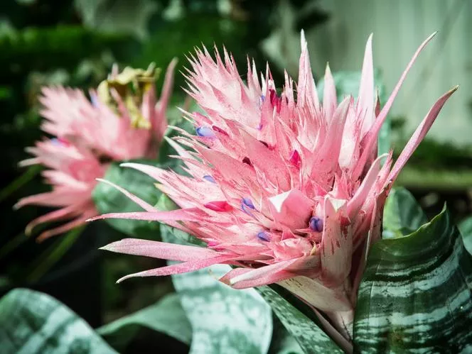 Echmea páskovaná - Aechmea fasciata