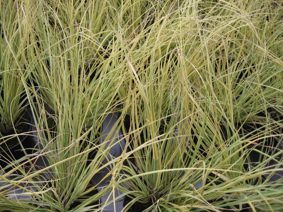Cortaderia selloana 'Splendid Star'