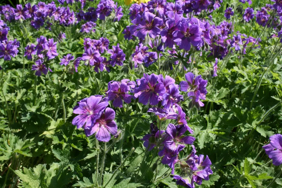 Geranium platipetalum