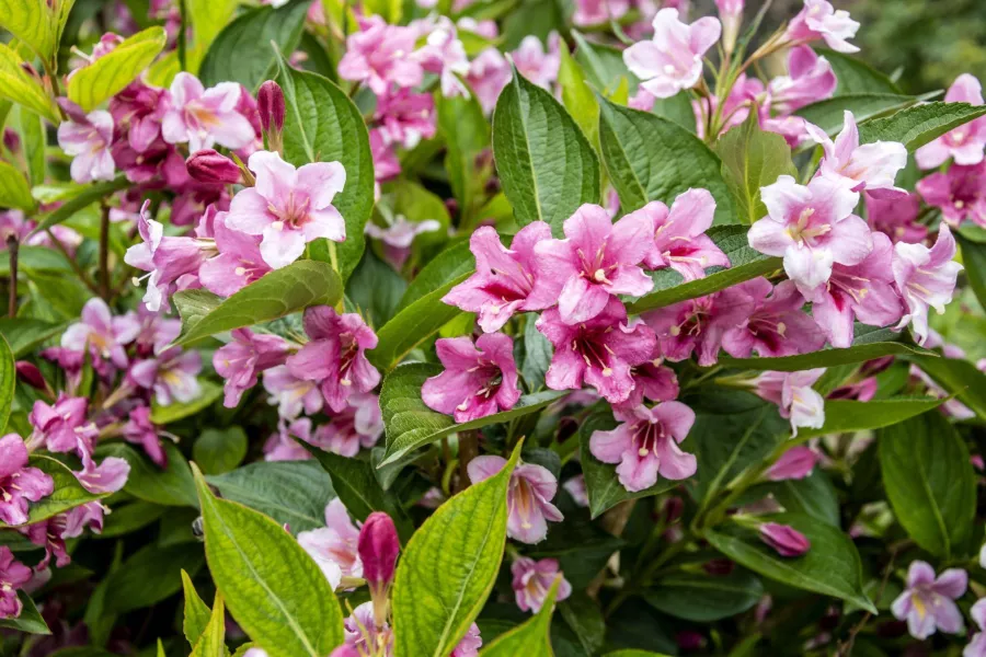 Krzewuszka 'Styriaca' - Weigela 'Styriaca'