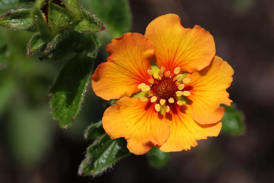 Едроцветна тинтява=дива ягодова тинтява - Potentilla megalantha