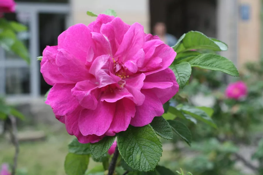 Rosa rugosa 'Hansa' - Rosa rugosa 'Hansa'