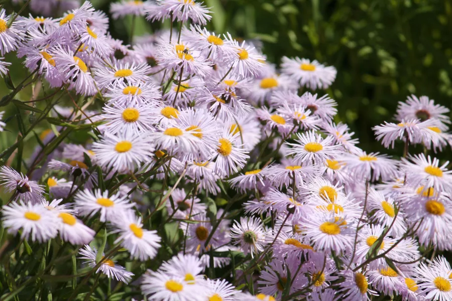 Новоанглийска астра - Aster novae-angliae