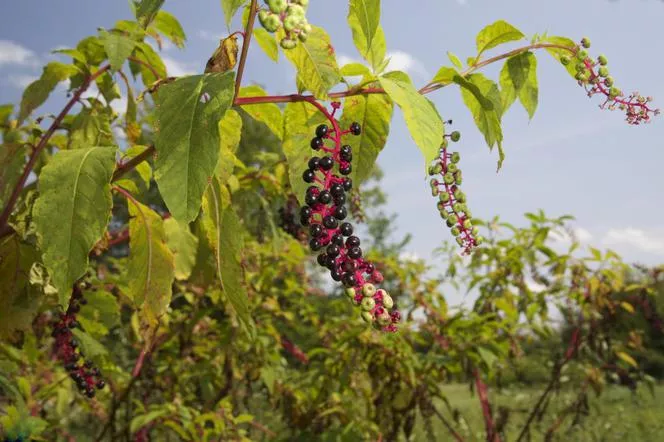 Американски шик - Phytolacca americana