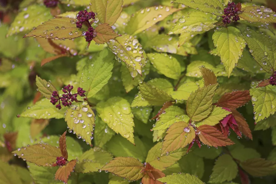 Spiraea japonica=Spiraea x bumalda