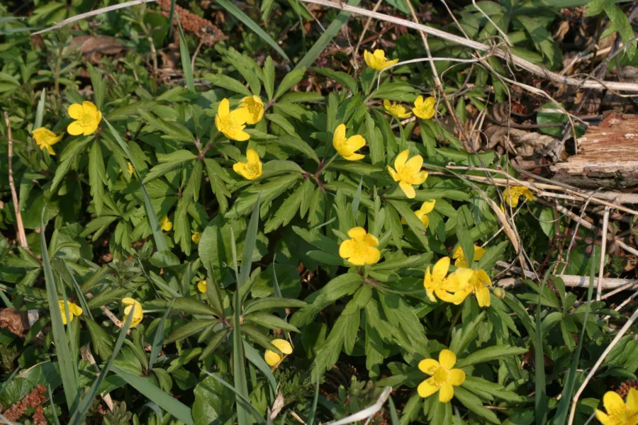 Жълта анемона - Anemone ranunculoides