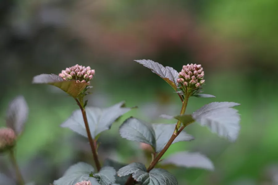 Physocarpus opulifolius 'Diabolo'