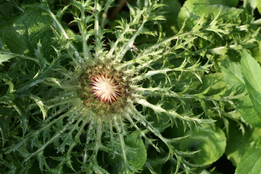 Nineforce stemless - Carlina acaulis