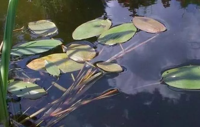 Pondweed - Potamogeton natans