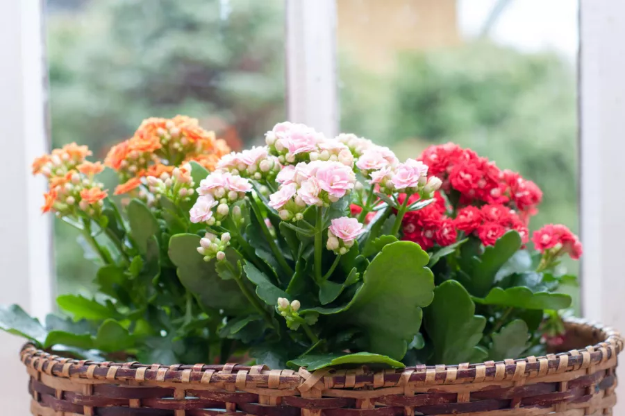 Каланхое Блосфелда - Kalanchoe blossfeldiana