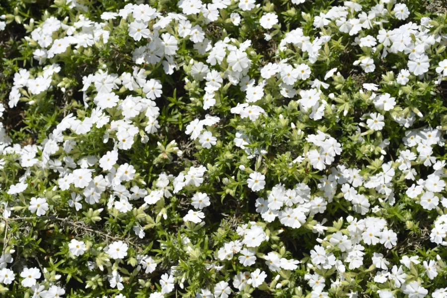 Phlox subulata 'White Delight'