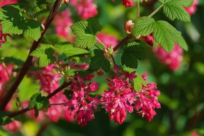 Касис - Ribes sanguineum