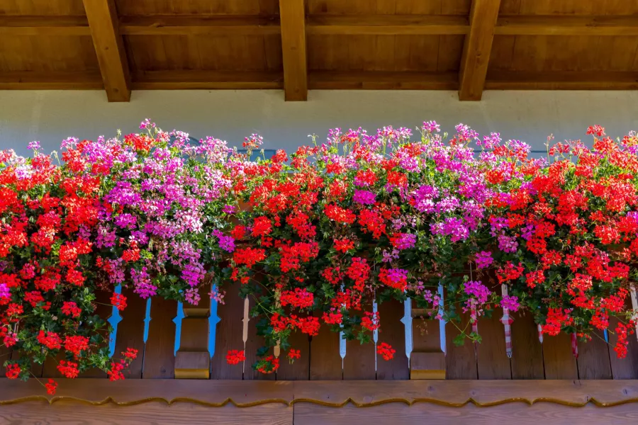 Cascade pelargonium (pelatatum) - отглеждане, грижи, зимуване, болести