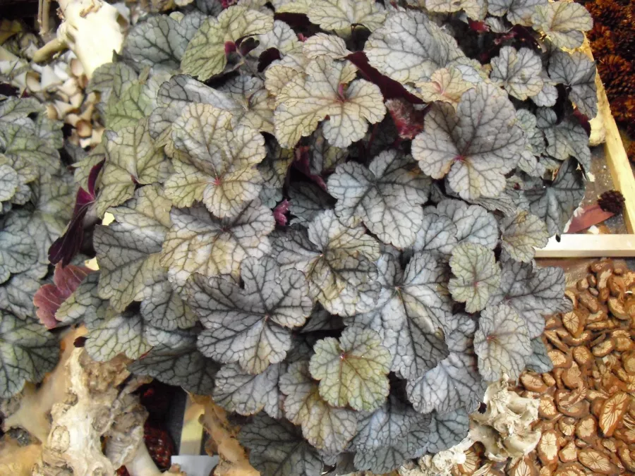 Heuchera „Сребърни свитъци“