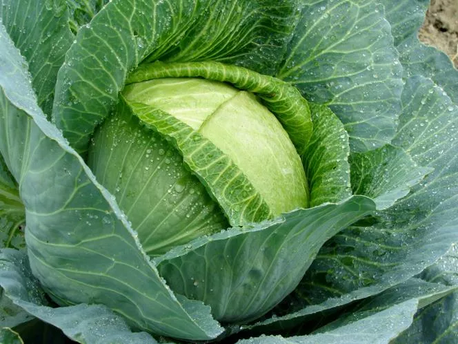 Бяло зеле - Brassica oleracea var. capitata f. alba