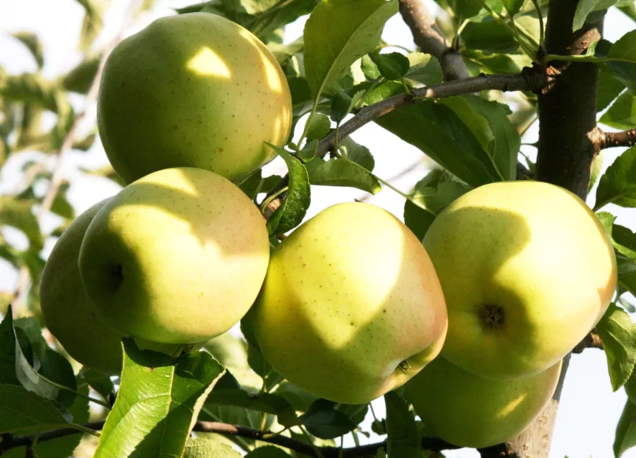 Ябълково дърво "Golden Delicious" - Malus domestica "Golden Delicious"