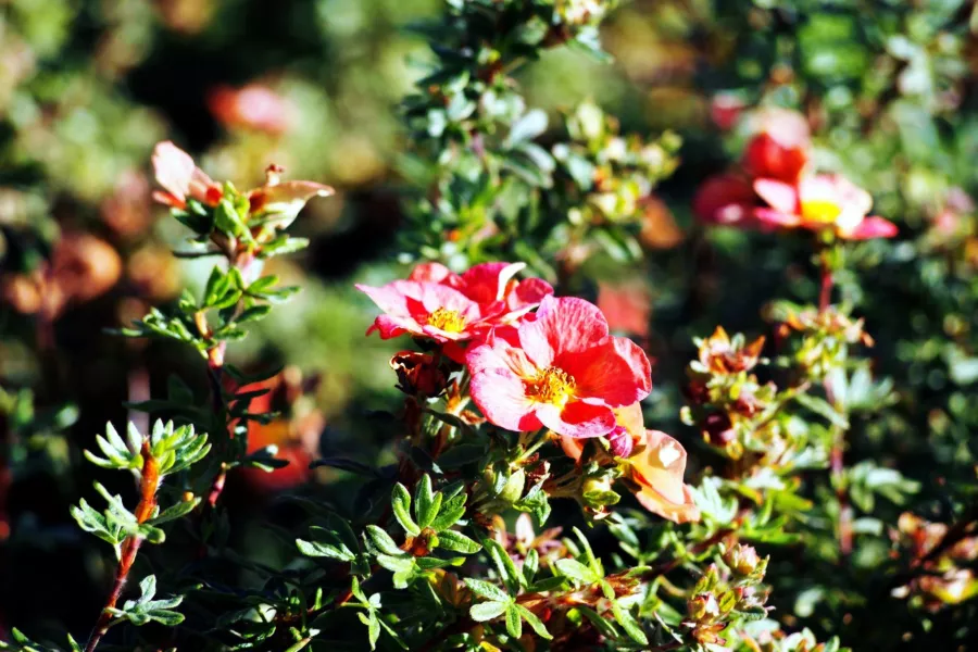 Буш Potentilla 'Red Ace'='Bloace' - Potentilla fruticosa 'Red Ace'='Bloace'