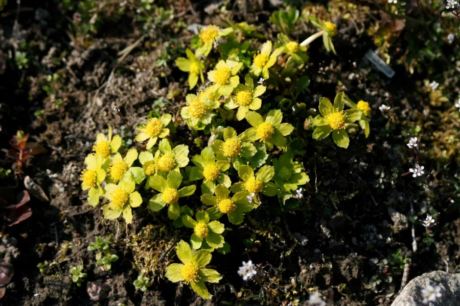 Пролетна Cieszynianka - Hacquetia epipactis=Dondia epipactis