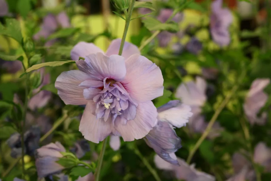 Hibiscus syriacus 'Blue Chiffon'