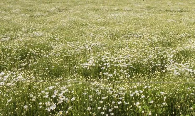 Dalmatinska krizantema - Tanacetum cinerariifolium