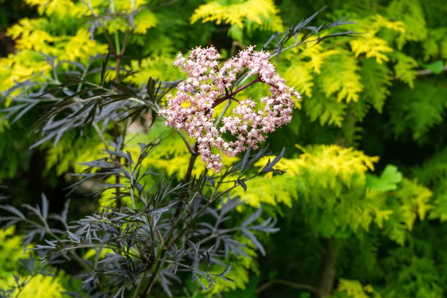 Бъз BLACK LACE ‘Eva’ - Sambucus nigra BLACK LACE ‘Eva’