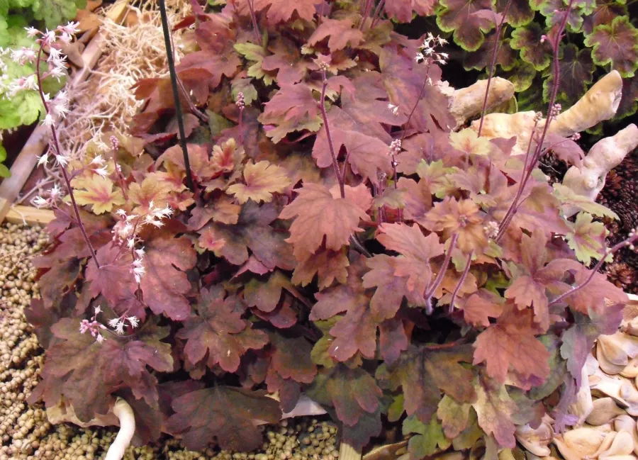 Heucherella 'Sweet Tea'=Heucherella 'Sweet Tea'