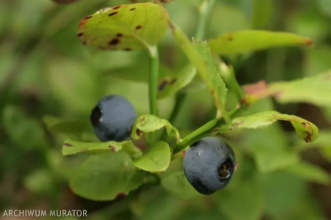 Боровинка - Vaccinium myrtillus