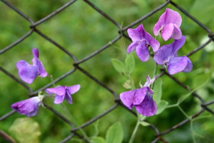 Сладък грах - Lathyrus odoratus