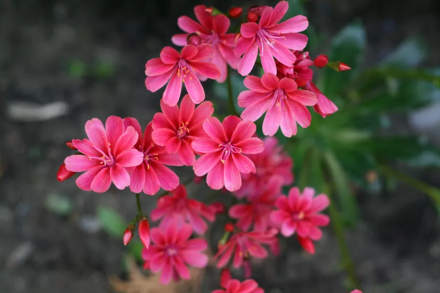 Lewisia cotyledon - котиледон на Lewisia