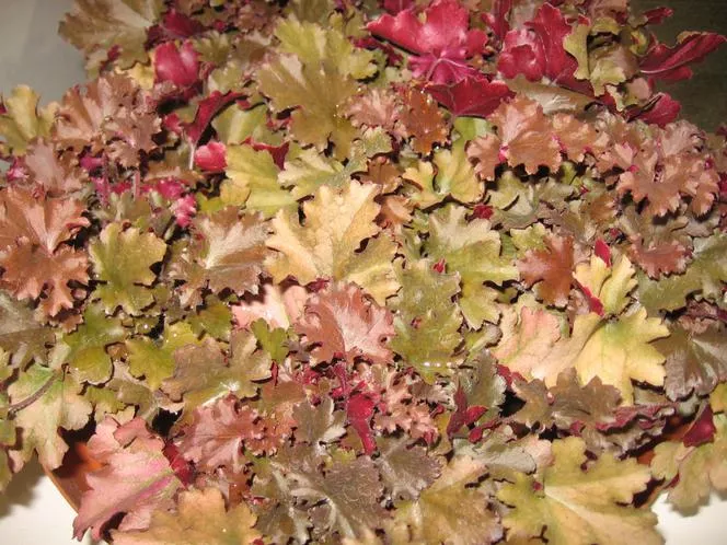 Heuchera 'Peach Crisp' PBR