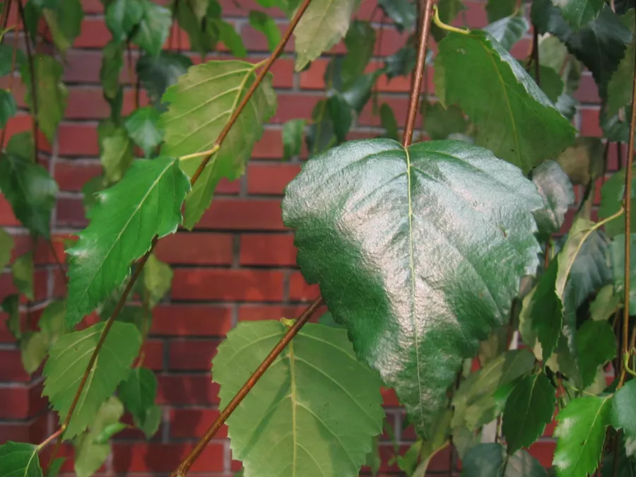 Бреза 'Long Trunk' - Betula utilis 'Long Trunk'