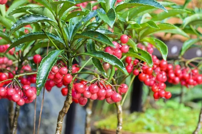 Ardisia crenata