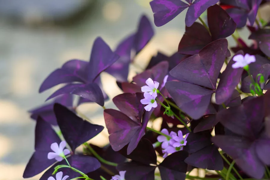 Триъгълен оксалис - Oxalis triangularis