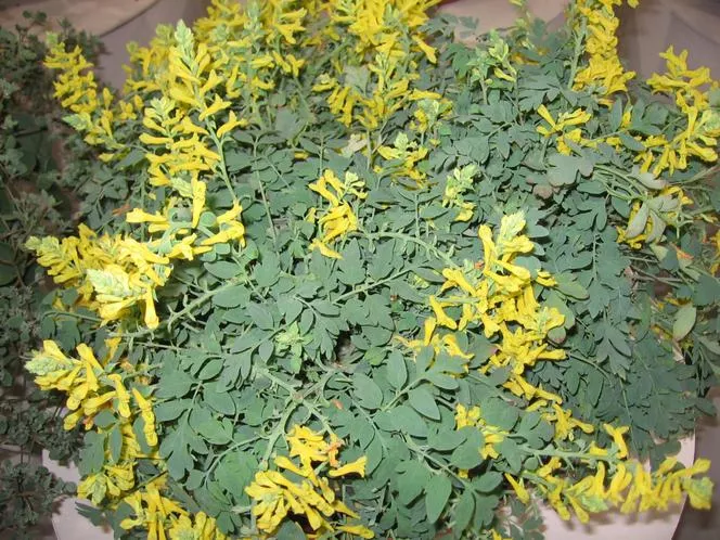 Kokorycz 'Canary Feathers' PBR - Corydalis 'Canary Feathers'