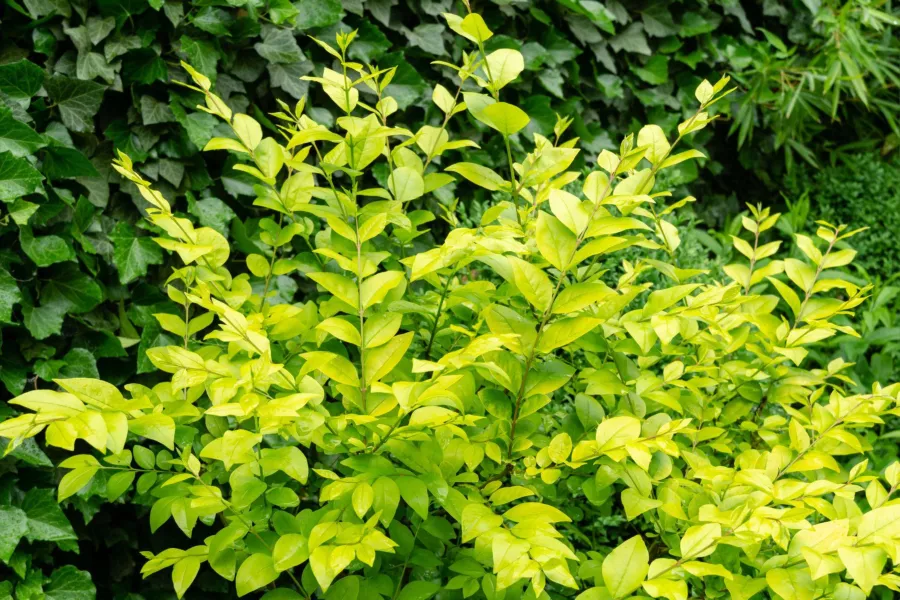 Лигуструм 'Vicaryi'=лигуструм на Гибс - Ligustrum 'Vicaryi' (Ligustrum vicaryi)