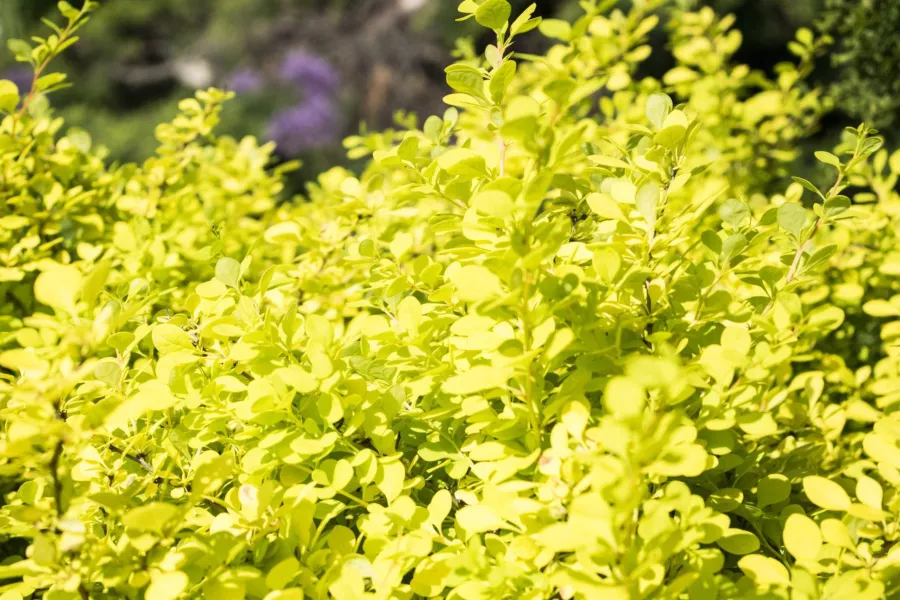 Thunbergův dřišťál 'Aurea' - Berberis thunbergii 'Aurea'