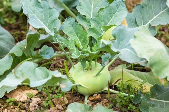 Колраби - Brassica oleracea var. gongylodes