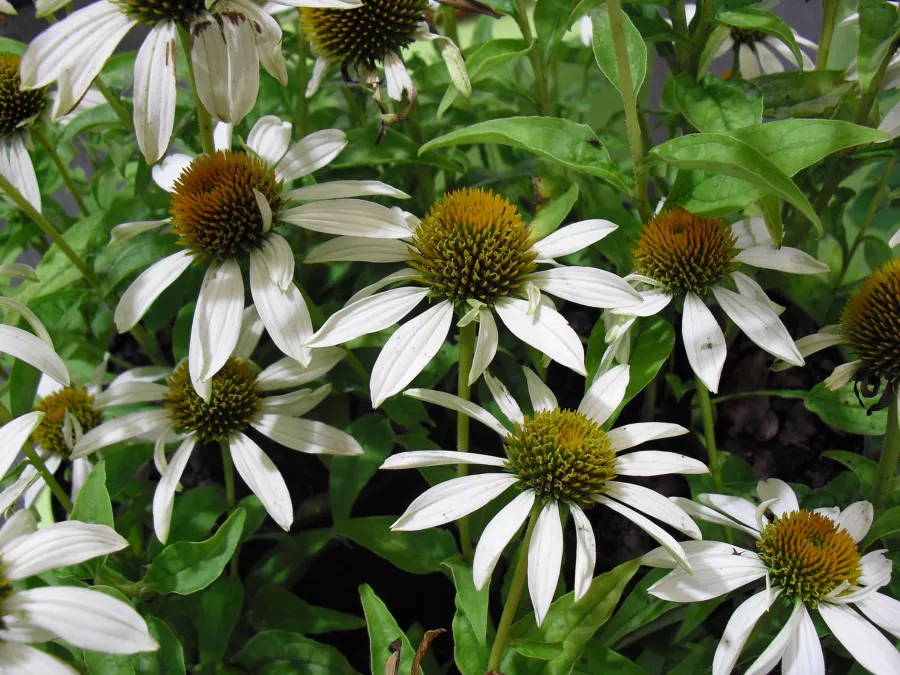 Echinacea purpurea 'Little Angel' PBR - Echinacea purpurea 'Little Angel'