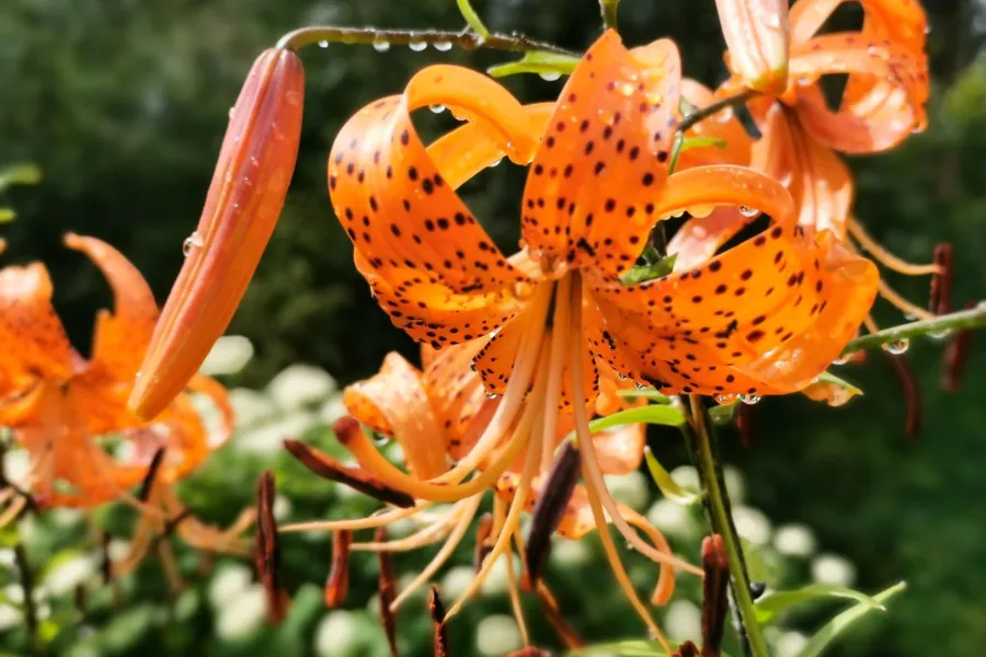 Тигрова лилия - Lilium tigrinum=Lilium lancifolium