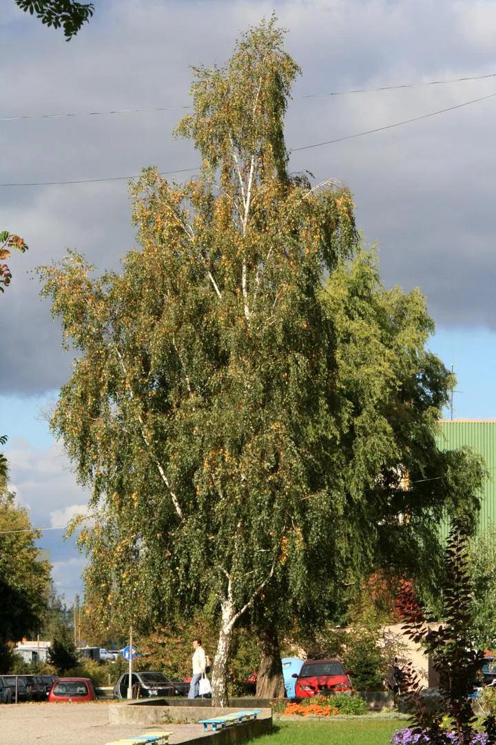 Gümüş Huş 'Tristis'=Beyaz Huş 'Tristis' - Betula pendula 'Tristis'=Betula verrucosa 'Tristis'=Betula alba 'Tristis'