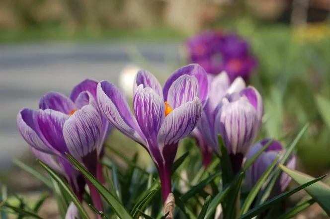 Минзухар 'Pickwick' - Crocus vernus 'Pickwick'