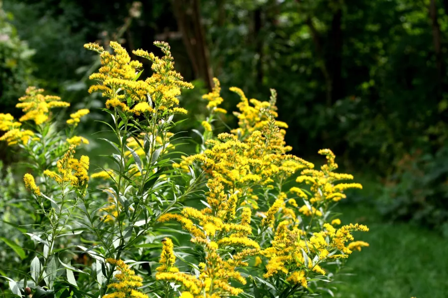 Goldenrod - Solidago hybrida